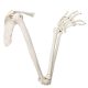 Life-Size Human Arm Skeleton with Clavicle, Scapula, and Articulated Hand Anatomy Model
