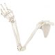 Life-Size Human Arm Skeleton with Clavicle, Scapula, and Articulated Hand Anatomy Model