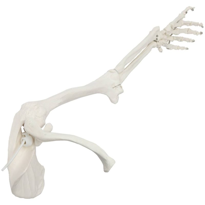 Life-Size Human Arm Skeleton with Clavicle, Scapula, and Articulated Hand Anatomy Model