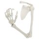 Life-Size Human Arm Skeleton with Clavicle, Scapula, and Articulated Hand Anatomy Model