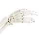 Life-Size Human Arm Skeleton with Clavicle, Scapula, and Articulated Hand Anatomy Model