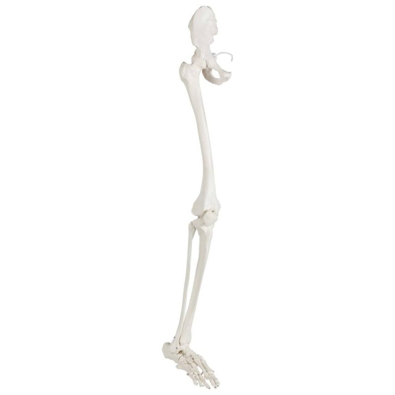 Life-Size Human Leg Skeleton with Hip Joint and Articulated Foot Anatomy Model