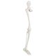 Life-Size Human Leg Skeleton with Hip Joint and Articulated Foot Anatomy Model
