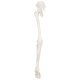 Life-Size Human Leg Skeleton with Hip Joint and Articulated Foot Anatomy Model