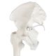 Life-Size Human Leg Skeleton with Hip Joint and Articulated Foot Anatomy Model