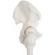 Life-Size Human Leg Skeleton with Hip Joint and Articulated Foot Anatomy Model