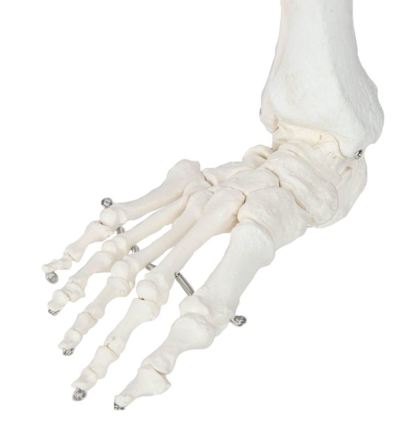 Life-Size Human Leg Skeleton with Hip Joint and Articulated Foot Anatomy Model
