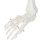 Life-Size Human Leg Skeleton with Hip Joint and Articulated Foot Anatomy Model