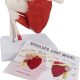 Life-Sized Shoulder Joint with Muscles Anatomy Model