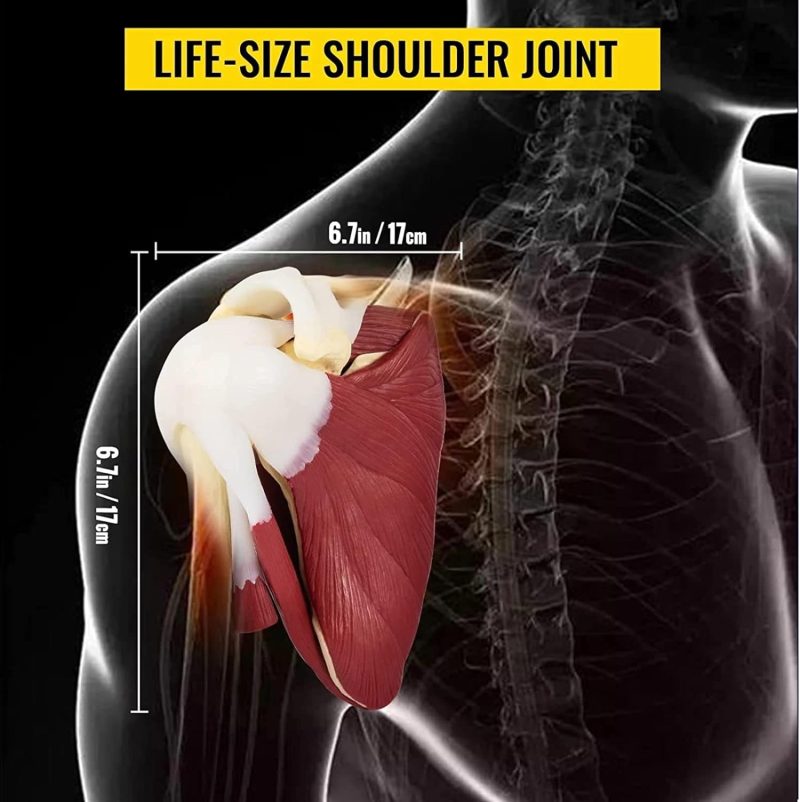 Life-Sized Shoulder Joint with Muscles Anatomy Model