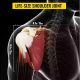 Life-Sized Shoulder Joint with Muscles Anatomy Model