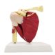 Life-Sized Shoulder Joint with Muscles Anatomy Model