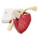 Life-Sized Shoulder Joint with Muscles Anatomy Model