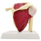 Life-Sized Shoulder Joint with Muscles Anatomy Model