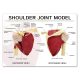 Life-Sized Shoulder Joint with Muscles Anatomy Model