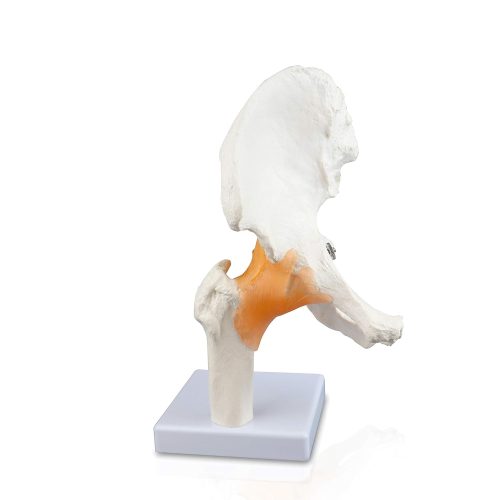 Life size Hip Joint Model with Ligaments