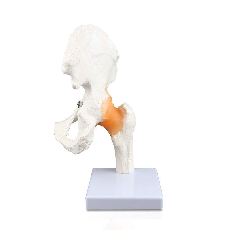 Life size Hip Joint Model with Ligaments