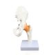 Life size Hip Joint Model with Ligaments