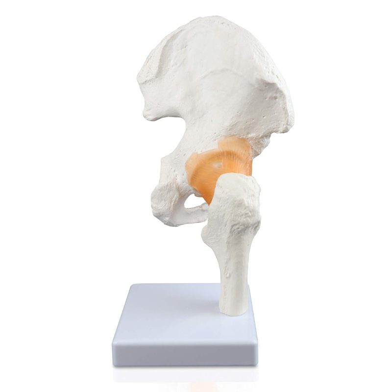 Life size Hip Joint Model with Ligaments