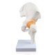 Life size Hip Joint Model with Ligaments