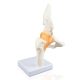 Life size Hip Joint Model with Ligaments