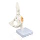 Life size Hip Joint Model with Ligaments