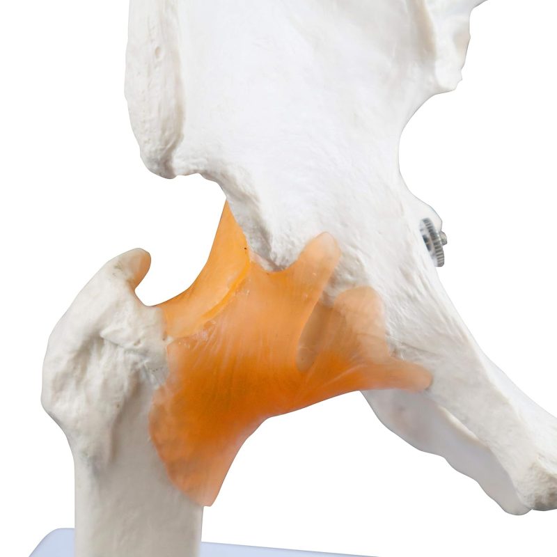 Life size Hip Joint Model with Ligaments