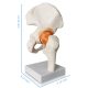 Life size Hip Joint Model with Ligaments