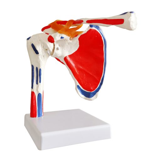 Life Size Shoulder Joint Model W/ Muscle Origin & Insertions Painted