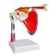 Life Size Shoulder Joint Model W/ Muscle Origin & Insertions Painted