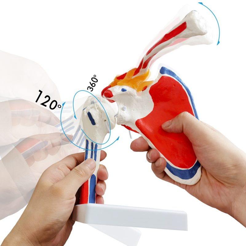 Life Size Shoulder Joint Model W/ Muscle Origin & Insertions Painted