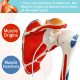 Life Size Shoulder Joint Model W/ Muscle Origin & Insertions Painted