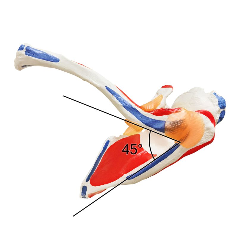 Life Size Shoulder Joint Model W/ Muscle Origin & Insertions Painted