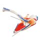 Life Size Shoulder Joint Model W/ Muscle Origin & Insertions Painted