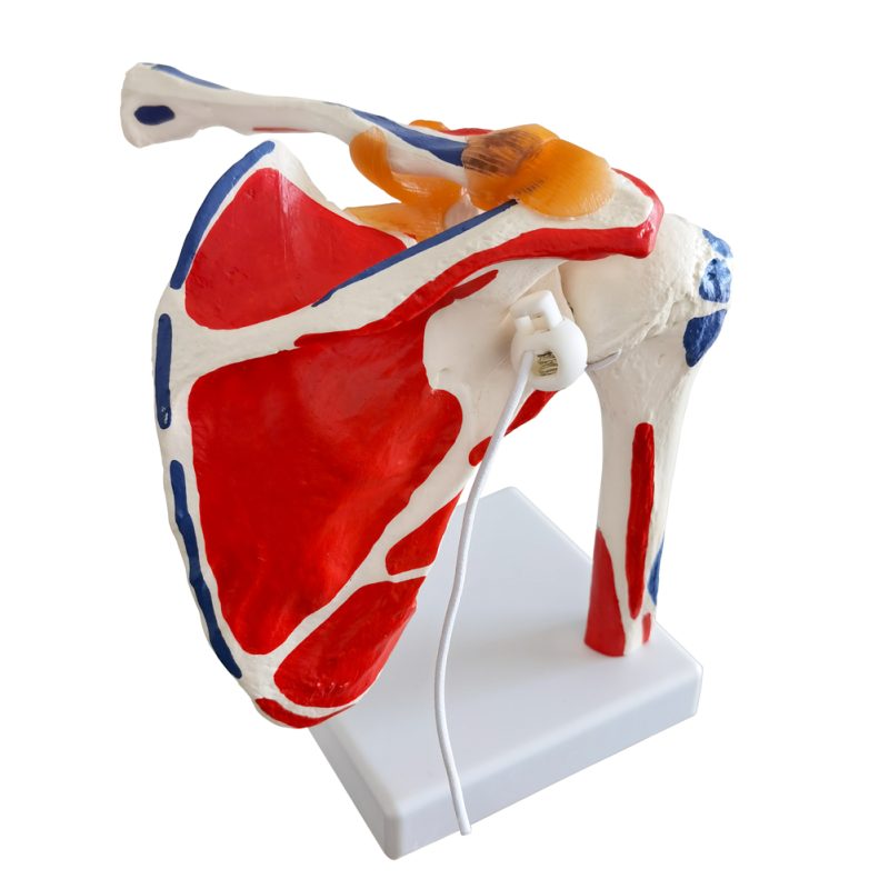 Life Size Shoulder Joint Model W/ Muscle Origin & Insertions Painted