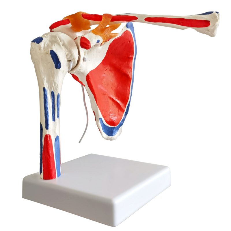 Life Size Shoulder Joint Model W/ Muscle Origin & Insertions Painted