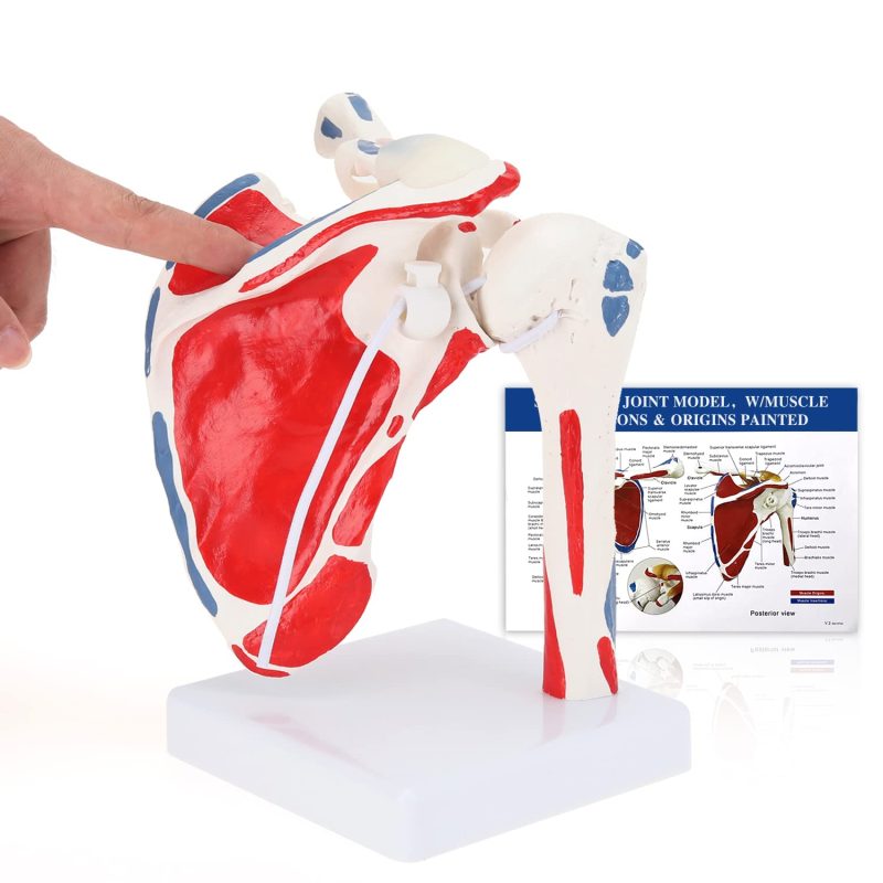 Life Size Shoulder Joint Model W/ Muscle Origin & Insertions Painted