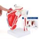 Life Size Shoulder Joint Model W/ Muscle Origin & Insertions Painted