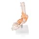 Anatomical Foot Skeleton with Ligaments Model