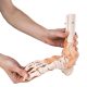 Anatomical Foot Skeleton with Ligaments Model