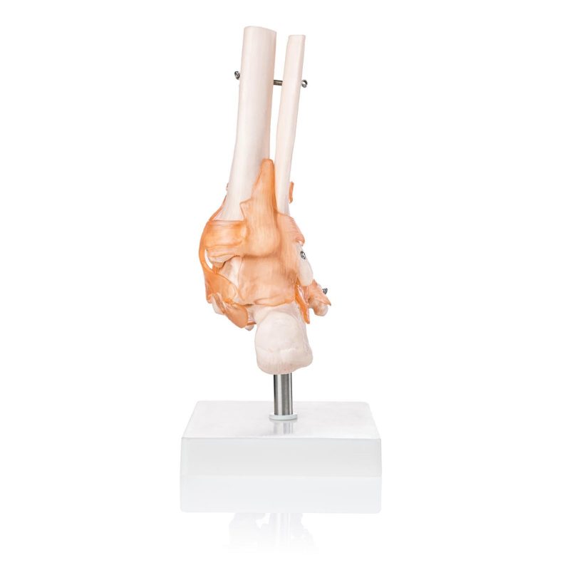 Anatomical Foot Skeleton with Ligaments Model