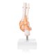 Anatomical Foot Skeleton with Ligaments Model