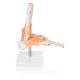 Anatomical Foot Skeleton with Ligaments Model