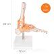 Anatomical Foot Skeleton with Ligaments Model
