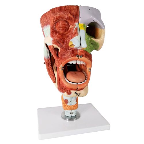 Cavities of the Nose Mouth and Throat with Larynx Anatomy Models, 10 Parts, 2x Life Size