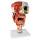 Cavities of the Nose Mouth and Throat with Larynx Anatomy Models, 10 Parts, 2x Life Size