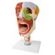 Cavities of the Nose Mouth and Throat with Larynx Anatomy Models, 10 Parts, 2x Life Size