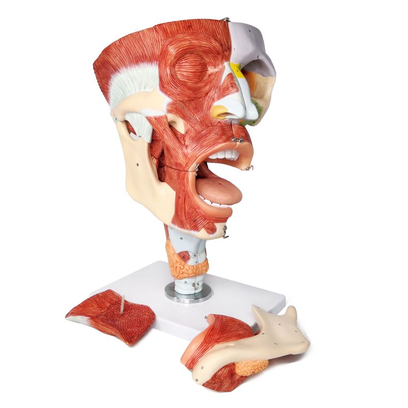 Cavities of the Nose Mouth and Throat with Larynx Anatomy Models, 10 Parts, 2x Life Size