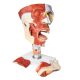 Cavities of the Nose Mouth and Throat with Larynx Anatomy Models, 10 Parts, 2x Life Size