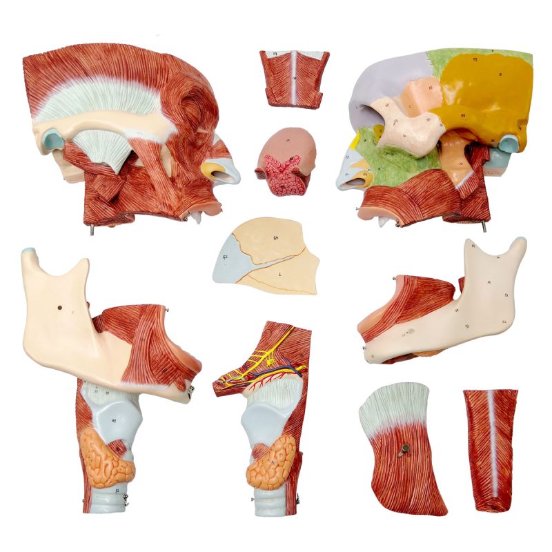 Cavities of the Nose Mouth and Throat with Larynx Anatomy Models, 10 Parts, 2x Life Size